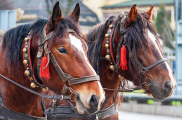 A pair of horses in a harness with bells.