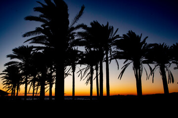 palmeras al atardecer