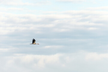 Stork flying in a blue sky with clouds.