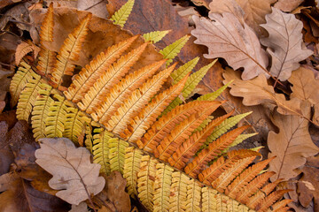 bracken and leaves in autumn