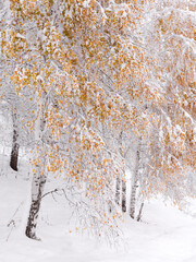 First Autumn Snow: Vertical Landscape With Russian Birches. Altai Mountains, Western Siberia, Russia. Foliage Under The Snow, Borderline State Of Nature Between Autumn And Winter. Branches In The Snow