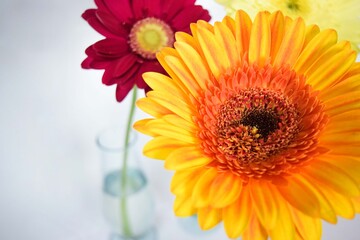 orange gerbera flower