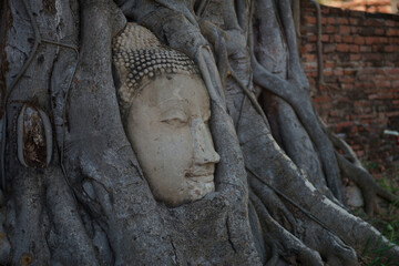 Head of sandstone buddha in Wat Mahathat Ayuttaya at Ayutthaya Historical Park covers the ruins of the old city of Ayutthaya Province