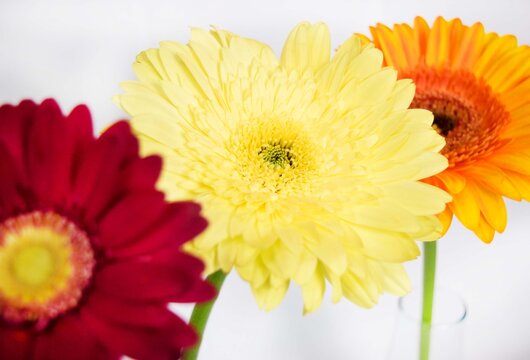 Yellow Gerber Daisy