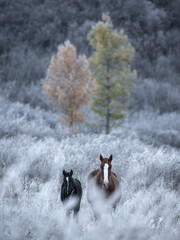 Two By Two.Two Thoroughbred Altai Free Grazing Adult Horses Of Various Colors In Autumn Morning Among The Grass In Snow-White Hoarfrost And Two Larch Trees Of Different Colors. Great Siberian Stallion - 403252410