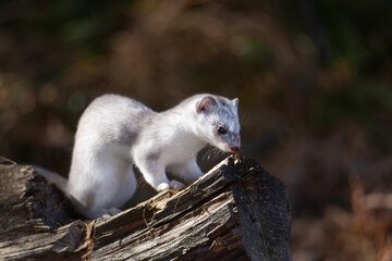 White Siberian Ermine During The Color Change To Winter Sitting On A Fallen Tree. Rare Animal Of Altai Mountains From The International Red Data Book. Predatory Mammal Of The Mustelidae Family. - 403252475