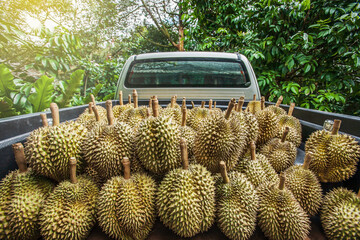 Pickup truck in an orchard full of fresh durian.