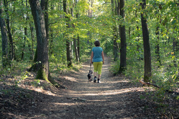 Rear view of mature adult woman walking dog in forest in summer. Black miniature schnauzer on a leash on a walk in woodland