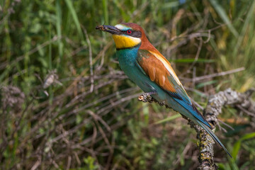 Bienenfresser (Merops apiaster)