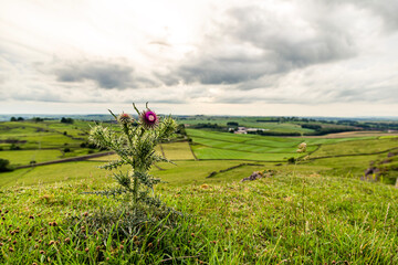 Thistle with field and blue sky