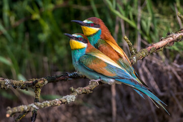 Bienenfresser (Merops apiaster)