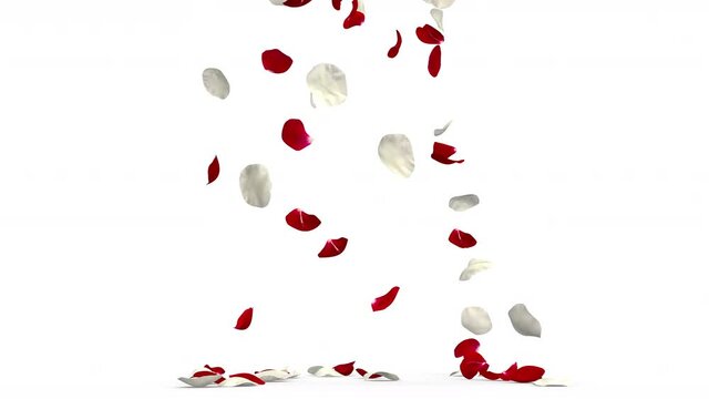 Rose petals red and white fly and fall to the floor. 4K video quality. White background. The alpha mask is included in the video