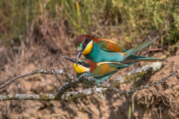 Bienenfresser (Merops apiaster)