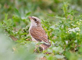 Fototapeta premium Red-backed shrike, Lanius collurio. A young bird sits on the ground among the grass and wildflowers, looks up