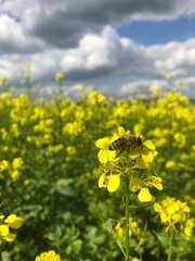 Bee on Flower
