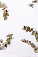 Eucalyptus branch round leaves