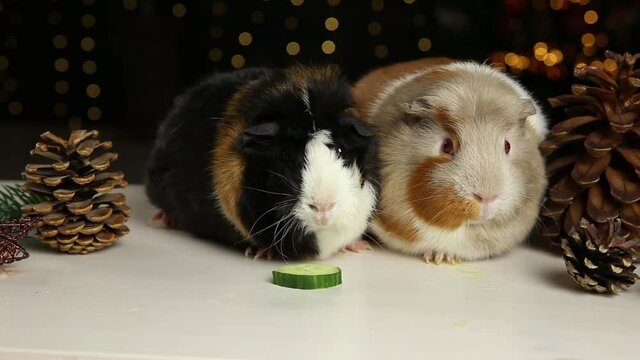 Domestic guinea pig (Cavia porcellus), also known as cavy or domestic cavy eating small piece of cucumber indoors, black background.