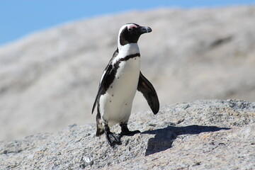 Fototapeta premium Kleiner afrikanischer Pinguin in der Sonne auf einem Fels