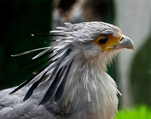 Secretarybird's head. Latin name - Sagittarius serpentarius	