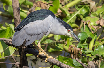 Black-crowned Night-heron(Night Heron) on dry banch.