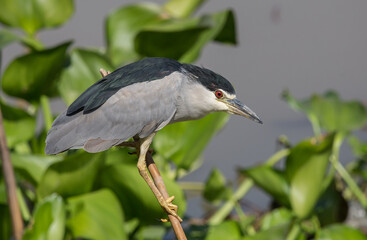 Black-crowned Night-heron(Night Heron) on dry banch.
