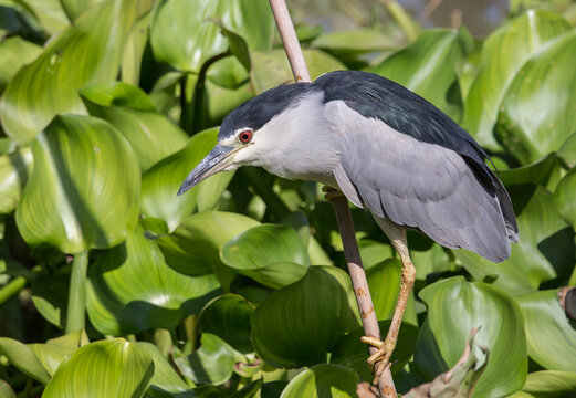 NightHeron Bilder Durchsuchen 11,893 Archivfotos, und