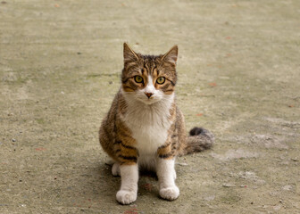 Naklejka na ściany i meble Gray tabby cute cat sitting on the street and looking straight.