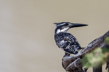 Fototapeta premium Pied Kingfisher on banch tree.