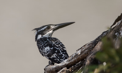 Pied Kingfisher on banch tree.