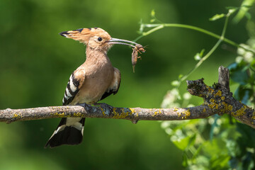 Wiedehopf (Upupa epops) mit Maulwurfsgrille