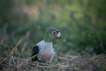 Jardine Parrot (Poicephalus Gulielmi) .baby bird on the green grass background.