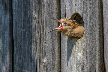 Wiedehopf (Upupa epops)