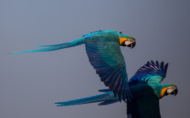 Macaw parrot flying in the sky.