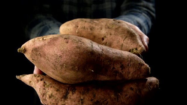 Freshly harvested sweet potatoes in the hands of the farmer in slow motion
