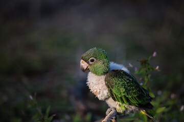 Jardine Parrot (Poicephalus Gulielmi) .baby bird on the green grass background.