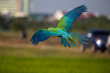 Macaw parrot flying through the fields