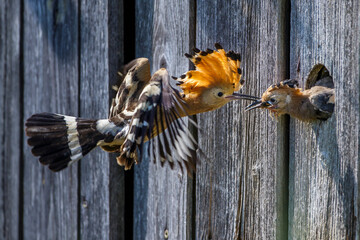 Wiedehopf (Upupa epops)