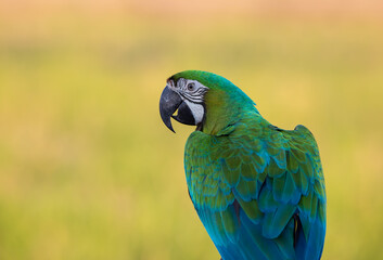 A macaw standing on a branch, taken close-up.