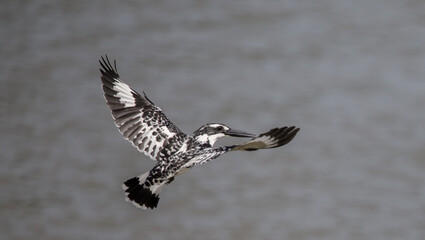 Pied Kingfisher hovering above over river in Thailand.