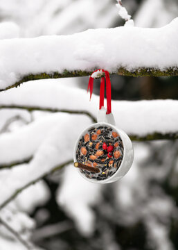 Homemade teacup bird feeder hanging on a tree in the winter garden. Help people to animals. Copy space.