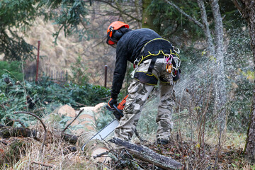 Obraz premium Sawing dangerously inclined trees in cities. A man with a chainsaw in his hands and a safety tool cuts a tall spruce.