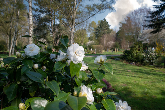 wei&szlig;e Kamelien auf einem Grab