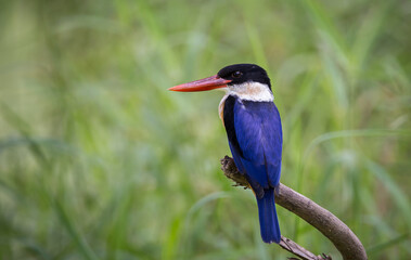 Black-capped Kingfisher.