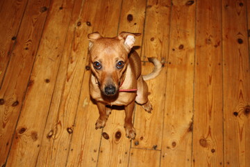 portrait of a dog