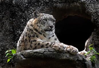 Snow leopard near the cave. Latin name - Uncia uncia