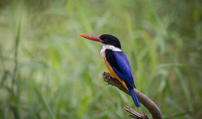 Black-capped Kingfisher.