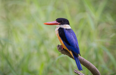 Black-capped Kingfisher.