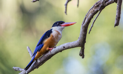 Black-capped Kingfisher.