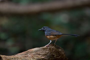 White-rumped Shama.