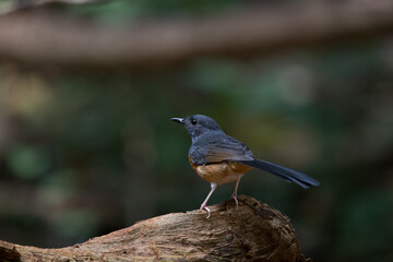 White-rumped Shama.